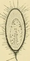 An illustration from The microscopy of vegetable foods (1906)