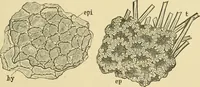 Picture 274 of 504 from The microscopy of vegetable foods (1906), leaf 432