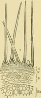 Picture 275 of 504 from The microscopy of vegetable foods (1906), leaf 433