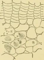 Picture 276 of 504 from The microscopy of vegetable foods (1906), leaf 435