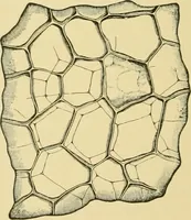 Picture 277 of 504 from The microscopy of vegetable foods (1906), leaf 435