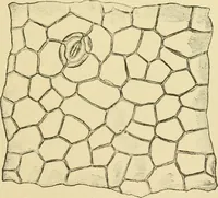 Picture 278 of 504 from The microscopy of vegetable foods (1906), leaf 436