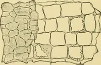 Picture 279 of 504 from The microscopy of vegetable foods (1906), leaf 437
