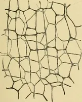 Picture 280 of 504 from The microscopy of vegetable foods (1906), leaf 438
