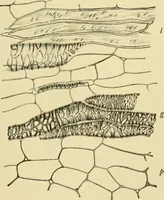 Picture 281 of 504 from The microscopy of vegetable foods (1906), leaf 438