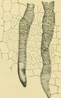 An illustration from The microscopy of vegetable foods (1906)
