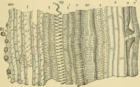 Picture 6 of 504 from The microscopy of vegetable foods (1906), leaf 44