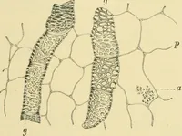Picture 283 of 504 from The microscopy of vegetable foods (1906), leaf 440
