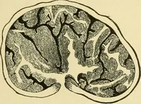 Picture 284 of 504 from The microscopy of vegetable foods (1906), leaf 442