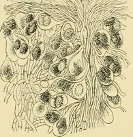 Picture 285 of 504 from The microscopy of vegetable foods (1906), leaf 442