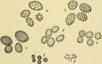 Picture 286 of 504 from The microscopy of vegetable foods (1906), leaf 442