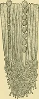 An illustration from The microscopy of vegetable foods (1906)