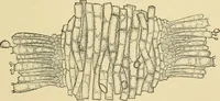 Picture 289 of 504 from The microscopy of vegetable foods (1906), leaf 444