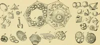 Picture 7 of 504 from The microscopy of vegetable foods (1906), leaf 45