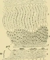 An illustration from The microscopy of vegetable foods (1906)