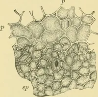 Picture 293 of 504 from The microscopy of vegetable foods (1906), leaf 451