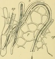 Picture 294 of 504 from The microscopy of vegetable foods (1906), leaf 451