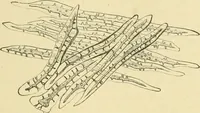 An illustration from The microscopy of vegetable foods (1906)