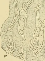 An illustration from The microscopy of vegetable foods (1906)