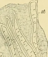 Picture 297 of 504 from The microscopy of vegetable foods (1906), leaf 452