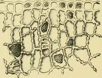 Picture 298 of 504 from The microscopy of vegetable foods (1906), leaf 453
