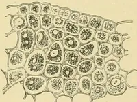 Picture 299 of 504 from The microscopy of vegetable foods (1906), leaf 454