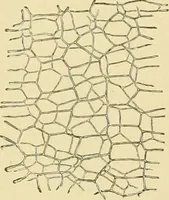 An illustration from The microscopy of vegetable foods (1906)