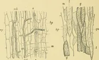 Picture 301 of 504 from The microscopy of vegetable foods (1906), leaf 461