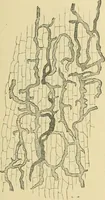 An illustration from The microscopy of vegetable foods (1906)
