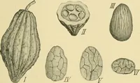 Picture 304 of 504 from The microscopy of vegetable foods (1906), leaf 464