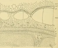 An illustration from The microscopy of vegetable foods (1906)