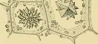 Picture 8 of 504 from The microscopy of vegetable foods (1906), leaf 47