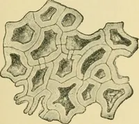 An illustration from The microscopy of vegetable foods (1906)