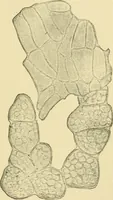 Picture 309 of 504 from The microscopy of vegetable foods (1906), leaf 472