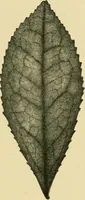 Picture 310 of 504 from The microscopy of vegetable foods (1906), leaf 474