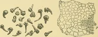 Picture 311 of 504 from The microscopy of vegetable foods (1906), leaf 475