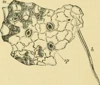Picture 312 of 504 from The microscopy of vegetable foods (1906), leaf 475