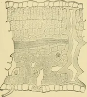 Picture 313 of 504 from The microscopy of vegetable foods (1906), leaf 476