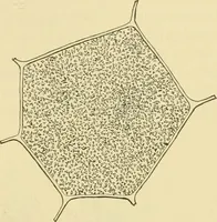 Picture 9 of 504 from The microscopy of vegetable foods (1906), leaf 48