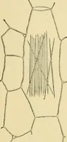 Picture 10 of 504 from The microscopy of vegetable foods (1906), leaf 48