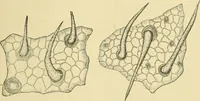 An illustration from The microscopy of vegetable foods (1906)