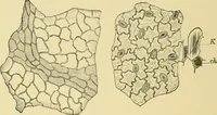 Picture 316 of 504 from The microscopy of vegetable foods (1906), leaf 481