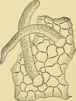Picture 317 of 504 from The microscopy of vegetable foods (1906), leaf 481