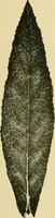 An illustration from The microscopy of vegetable foods (1906)