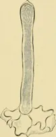 Picture 319 of 504 from The microscopy of vegetable foods (1906), leaf 482