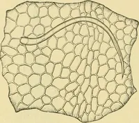 Picture 320 of 504 from The microscopy of vegetable foods (1906), leaf 483