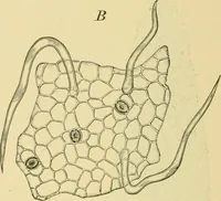 An illustration from The microscopy of vegetable foods (1906)
