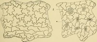 Picture 322 of 504 from The microscopy of vegetable foods (1906), leaf 484
