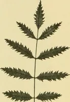 Picture 323 of 504 from The microscopy of vegetable foods (1906), leaf 485