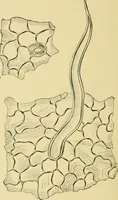 An illustration from The microscopy of vegetable foods (1906)